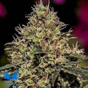 Critical #47 - Positronics Seeds