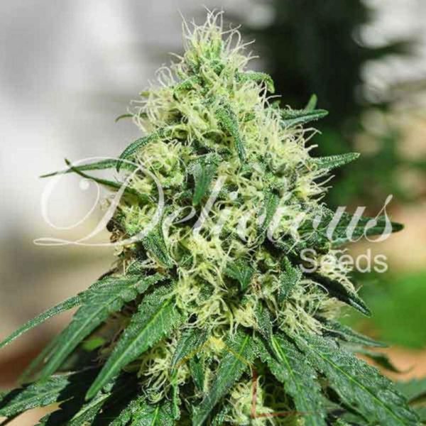 Critical Kali Mist De Delicious Seeds