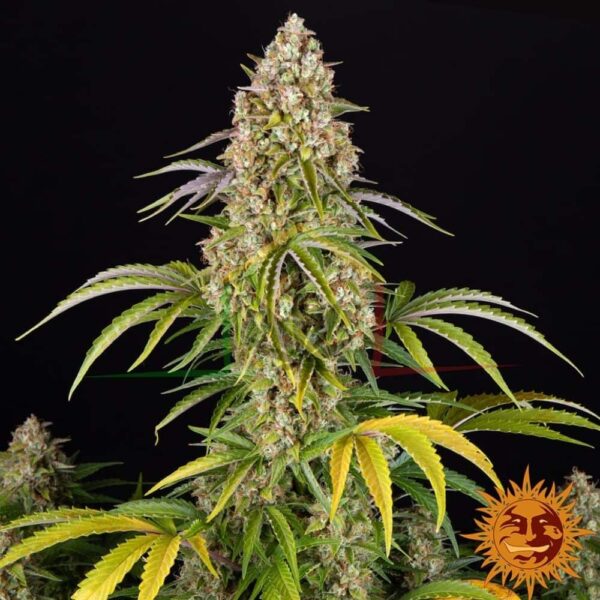 Critical Kush Auto - Barney's farm