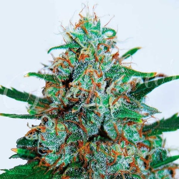 Critical Neville Haze Auto