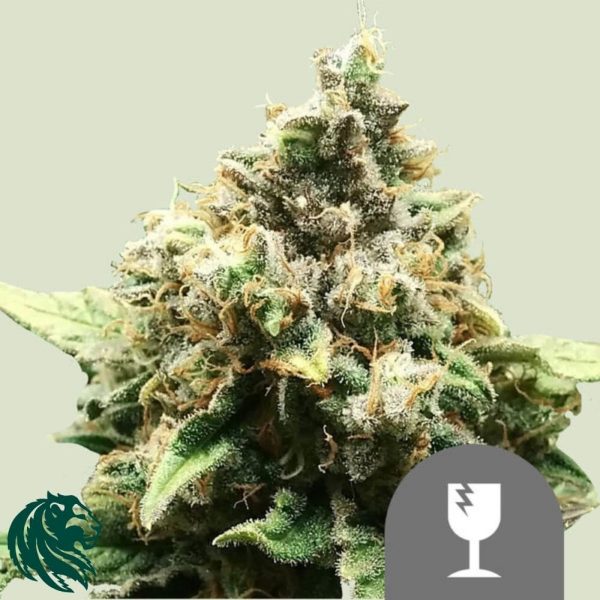 Critical Regular - Royal Queen Seeds