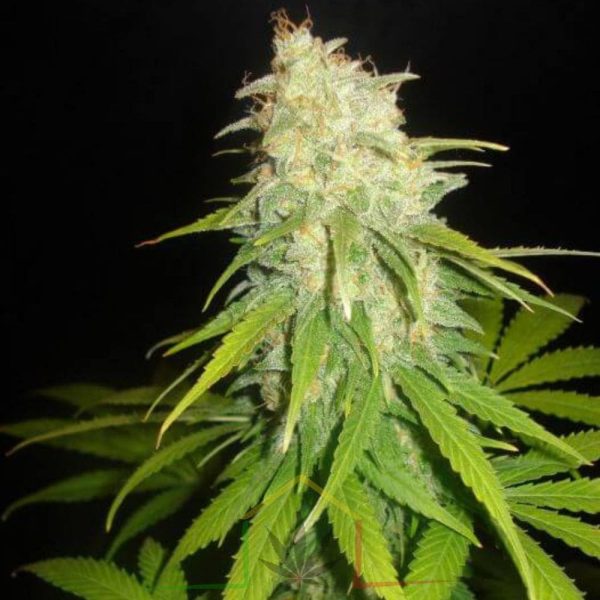 Critical Yumbolt