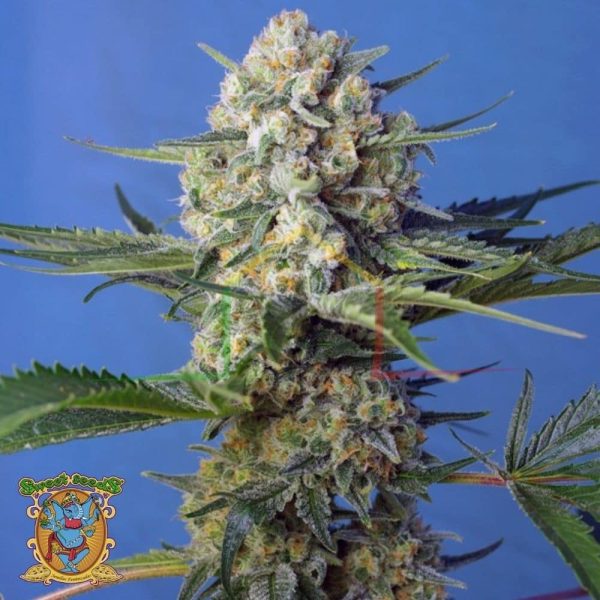 Crystal Candy Fast Version - Sweet Seeds