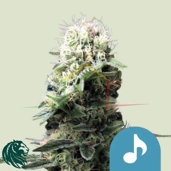 Dance World - Royal Queen Seeds