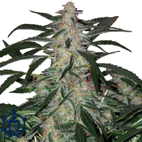 DEIMOS AUTO BUDDHA SEEDS