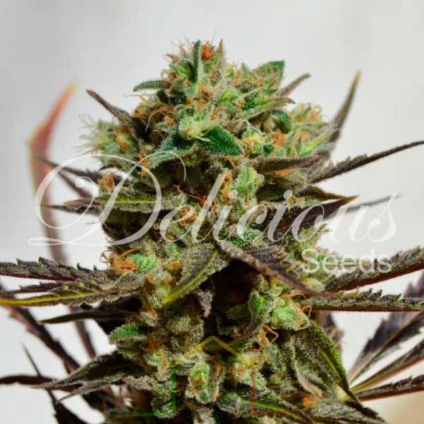 Delicious Candy de Delicious Seeds