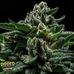 DO-G - Ripper Seeds