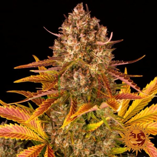Dos Si Dos Auto - Barney's Farm