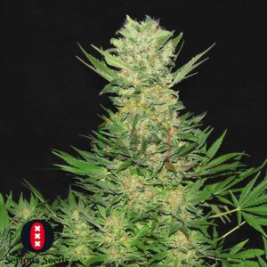 Double Dutch regular - Serious Seeds