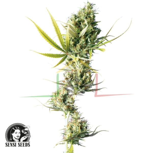 Durban - Sensi Seeds