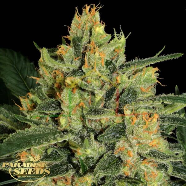 Durga Mata CBD II - Paradise Seeds