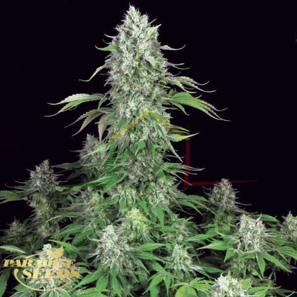 Dutch Dragon - Paradise Seeds