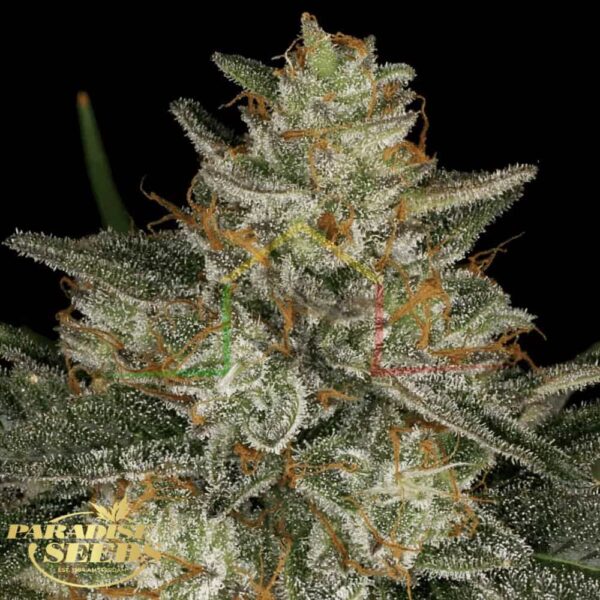Dutch Kush - Paradise Seeds