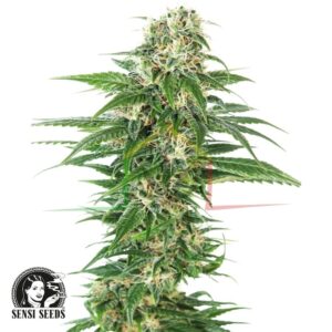 Early Skunk Auto - Sensi Seeds
