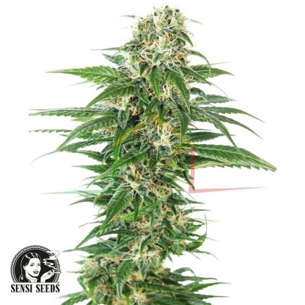 Early Skunk Auto - Sensi Seeds