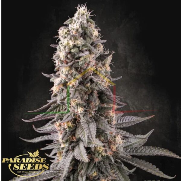 El Dorado OG - Paradise Seeds