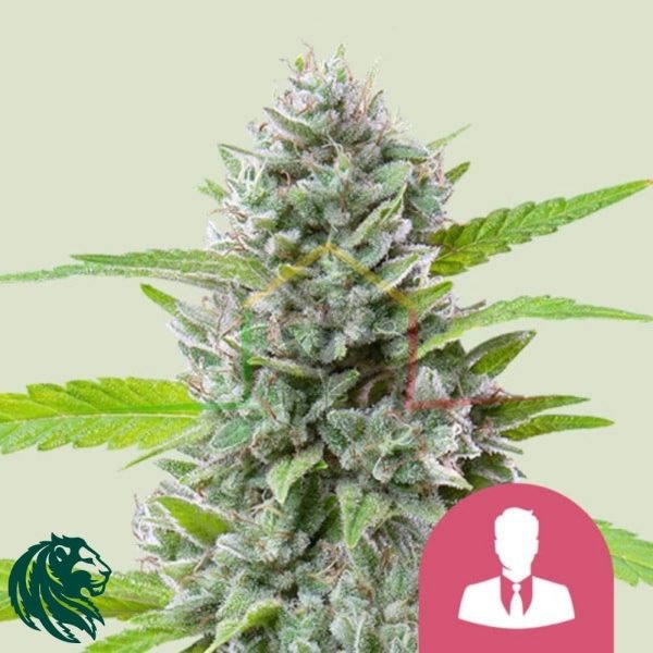 El Patron - Royal Queen Seeds