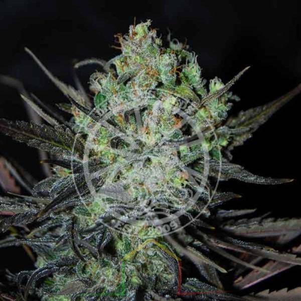 Eleven Roses Auto De Delicious Seeds