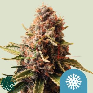 Euphoria CBD - Royal Queen Seeds