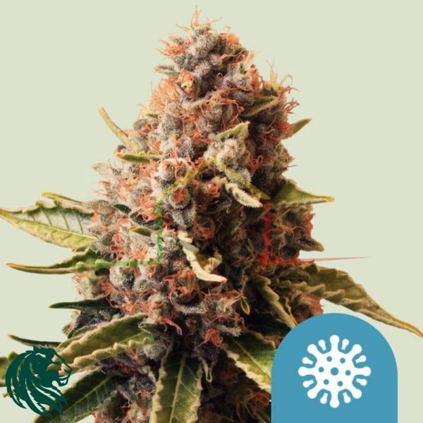 Euphoria CBD - Royal Queen Seeds