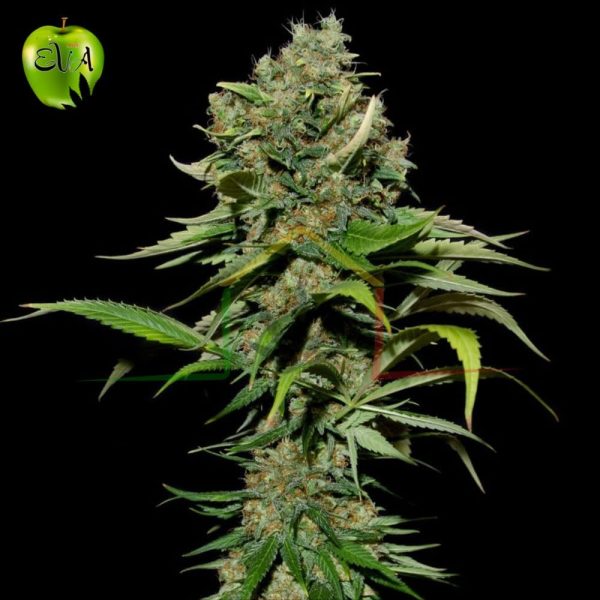 Excalibur Eva seeds