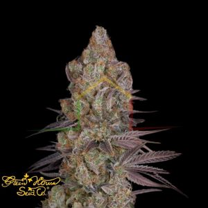 Exodus Cheese - Green House Seeds