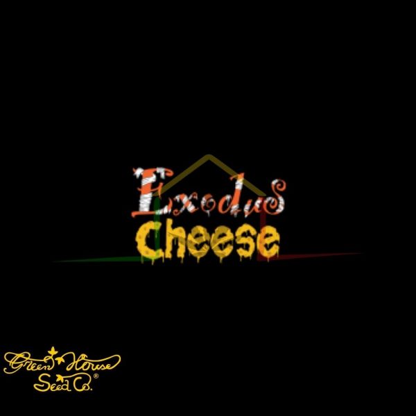 Exodus Cheese - Green House Seeds