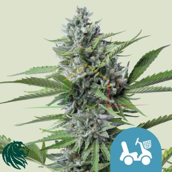 Fast Eddy CBD Auto - Royal Queen Seeds