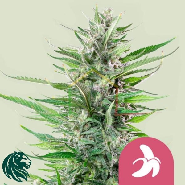 Fat Banana - Royal Queen Seeds