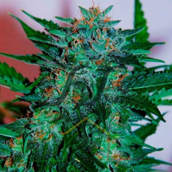 Flash Babylon Auto - Samsara Seeds