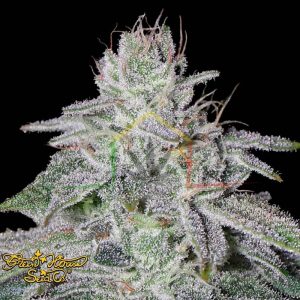 Franco's Lemon Cheese - Green House Seeds