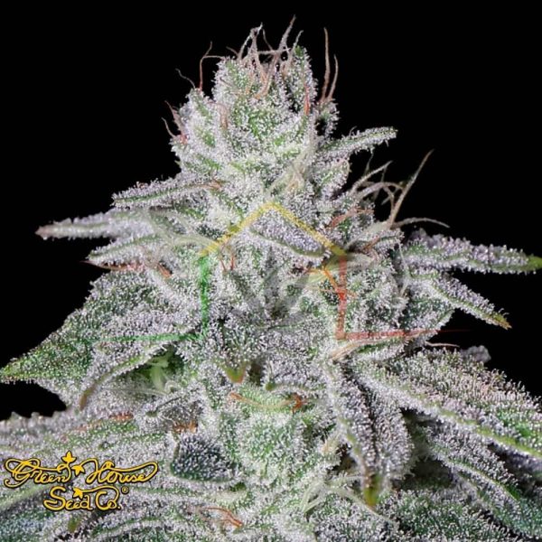 Franco's Lemon Cheese - Green House Seeds