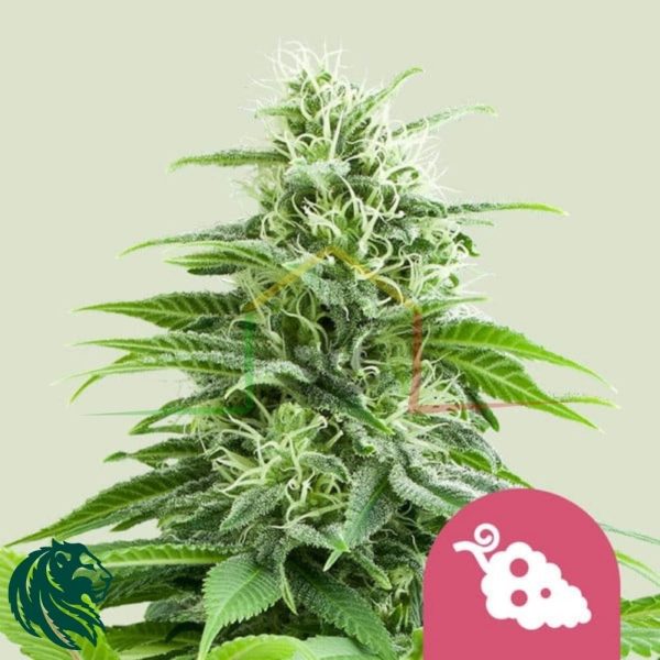 Fruit Spirit - Royal Queen Seeds