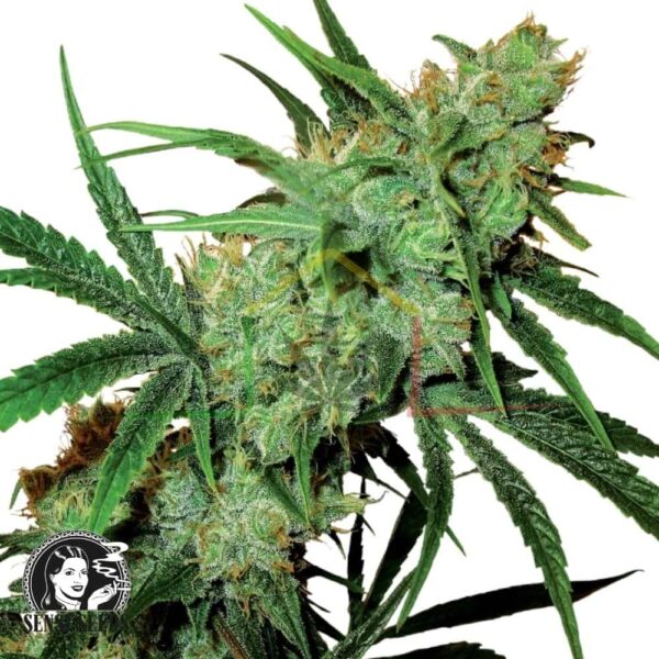 Fruity Juice regular - Sensi Seeds