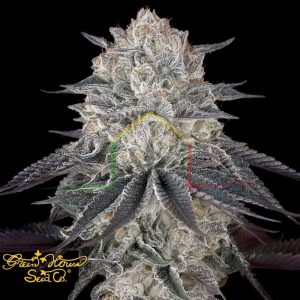 Full Gas - Green House Seeds