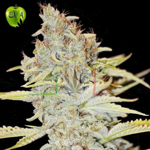 Furious candy eva seeds