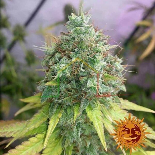 G13 Haze - Barney's Farm