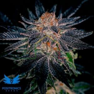 Gelato #47 - Positronics Seeds