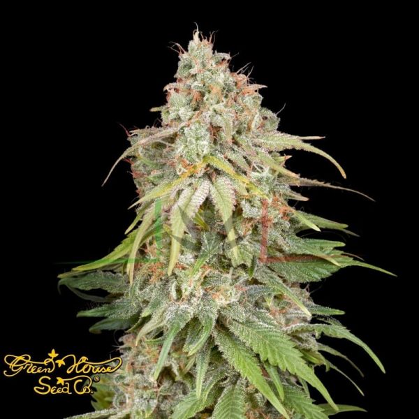 GH Amnesia - Green House Seeds