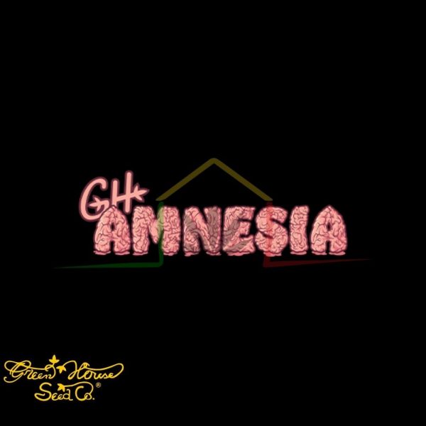 GH Amnesia - Green House Seeds