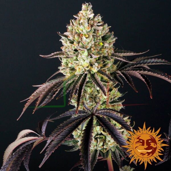 Glookies - Barney's Farm