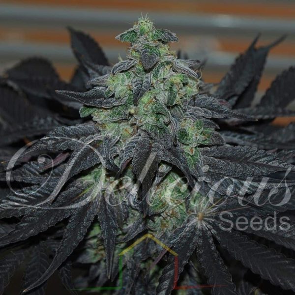 Golosa De Delicious Seeds