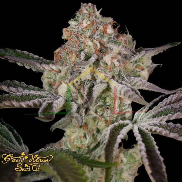 Great White Shark - Green House Seeds