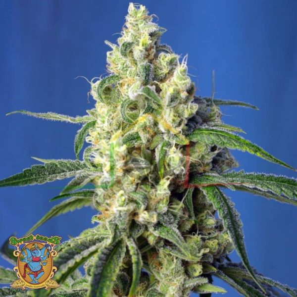 Green Poison CBD - Sweet Seeds
