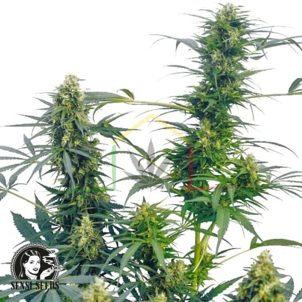 Guerrilla's Gusto regular - Sensi Seeds