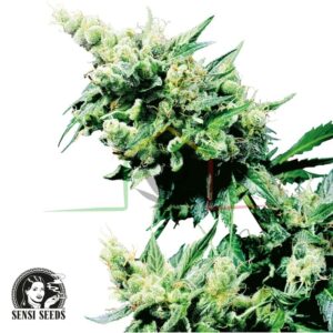 Hash Plant regular - Sensi Seeds