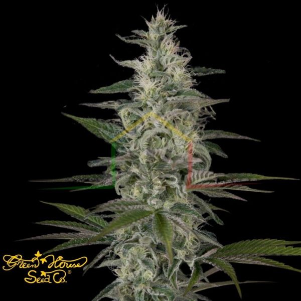 Hawaiian Snow - Green House Seeds