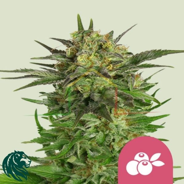 Bubblegum XL - Royal Queen Seeds