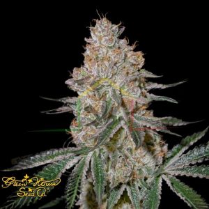 HighCloudZ - Green House Seeds