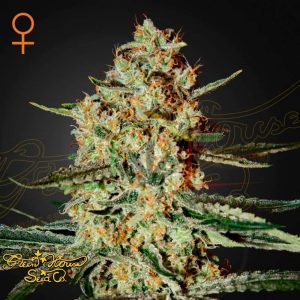 Himalaya Gold - Green House Seeds